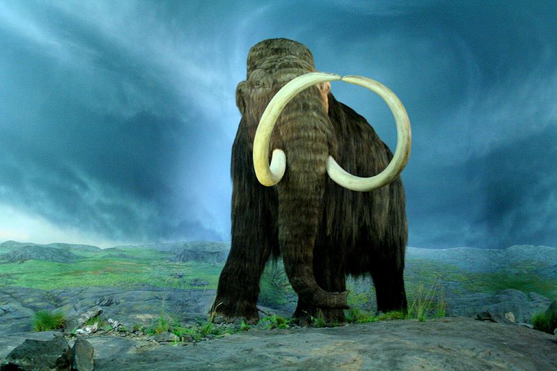 Felélesztik a mamutot Jakutföldön