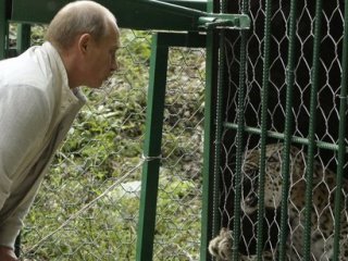 Putyin most leopárdokat véd