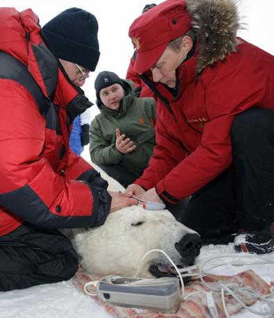 Putyin jegesmedvéket ment az Északi-sarkon 