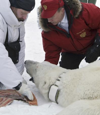 Putyin jegesmedvéket ment az Északi-sarkon 