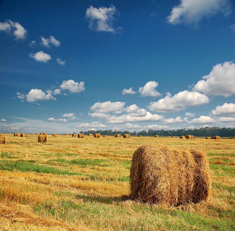 Oroszország idén gabonaimportőr lesz? 
